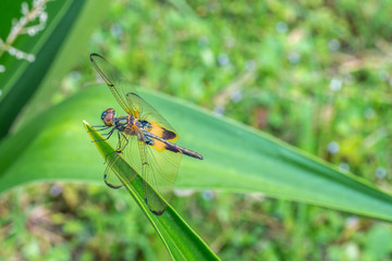 Rhyothemis phyllis, also know as yellow-striped flutterer, is a species of dragonfly of the family Libellulidae. It's is commonly found in South East Asia countries.
