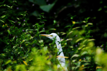Bird in the grass and head up