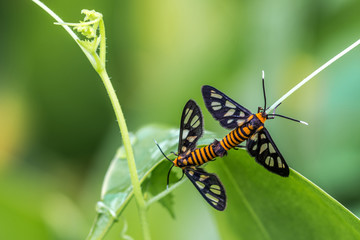 Two moths mating. Amata huebneri, wasp moth family of Erebidae.