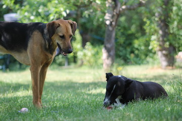 two dogs outside eating bone