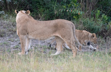 lioness watching cub
