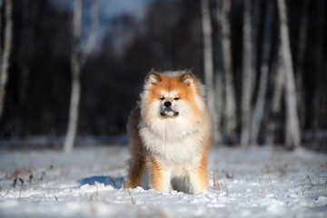 Fototapeta na wymiar akita dog standing outdoors in winter