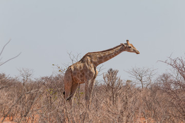 Giraffes drinking and eating, Etosha national park, Namibia, Africa