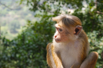serious monkey