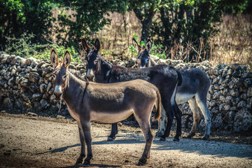 donkeys in the countryside