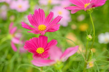 Cosmos flower, floral natural background