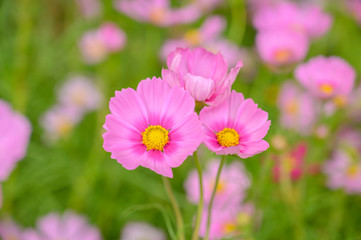 Cosmos flower, floral natural background