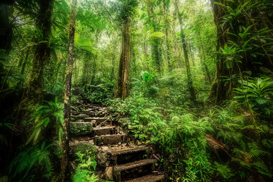 Fototapeta Steps in Basse Terre jungle