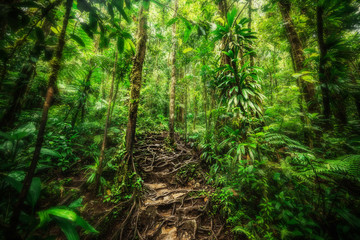Roots and green plants in Basse Terre jungle