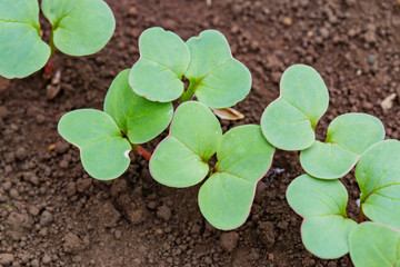 はつか大根の芽生え