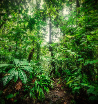 Fototapeta Thick vegetation in Basse Terre jungle in Guadeloupe