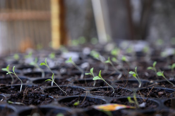 Seedling culture
