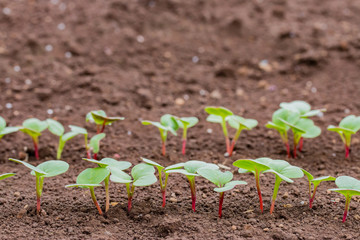 はつか大根の芽生え