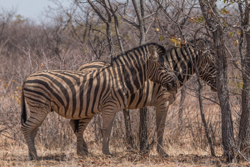 Fototapeta na wymiar Plains zebra in the Etosha park, Namibia, Africa