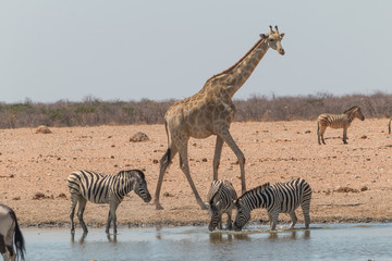 Fototapeta na wymiar Giraffes drinking and eating, Etosha national park, Namibia, Africa