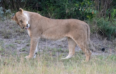 lioness standing and washing