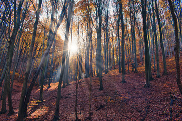 Sunbeams illuminating the magical autumn forest in Óbánya, Hungary