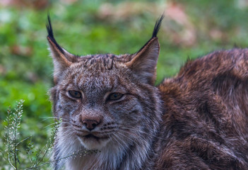 Obraz premium Canadian lynx profile with green background 