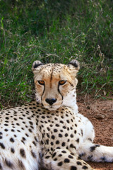 Cheetah, Acinonyx jubatus, close portrait in the Mokolodi Nature Reserve, Gaborone, Botswana.