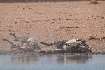Plains zebra in the Etosha park, Namibia, Africa