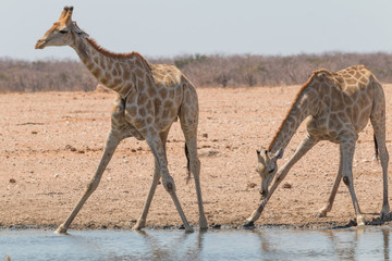 Fototapeta na wymiar Giraffes drinking and eating, Etosha national park, Namibia, Africa