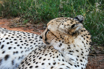 Cheetah, Acinonyx jubatus lying in the grass of the Mokolodi Nature Reserve, Gaborone, Botswana. Horizontal view.