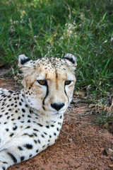Cheetah, Acinonyx jubatus, portrait in the Mokolodi Nature Reserve, Gaborone, Botswana.
