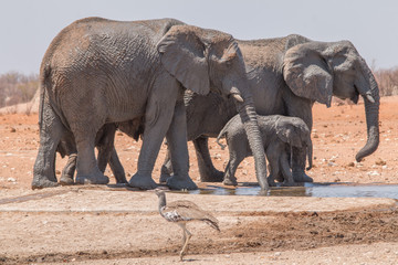 Naklejka premium Elephants at the waterhole in the Etosha national park, Namibia, Africa