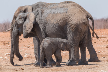 Fototapeta premium Elephants at the waterhole in the Etosha national park, Namibia, Africa