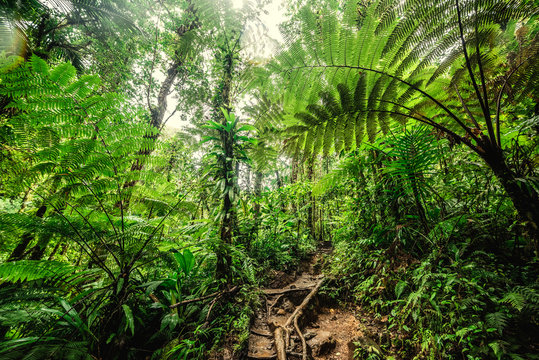 Huge ferns in Basse Terre jungle