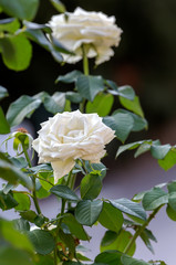 White, autumn, beautiful rose blossoms close-up