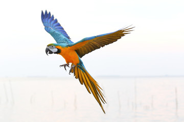 Beautiful parrot flying in the sky, Freedom concept © Passakorn