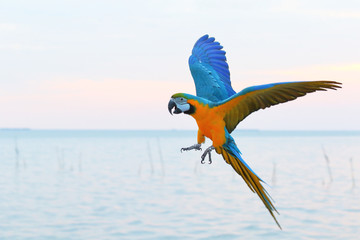 Beautiful parrot flying in the sky, Freedom concept
