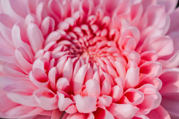 Pink Chrysanthemum flower head macrophotography
