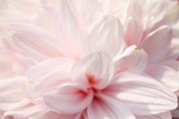 Obraz na płótnie Canvas Pink Chrysanthemum flower head macrophotography
