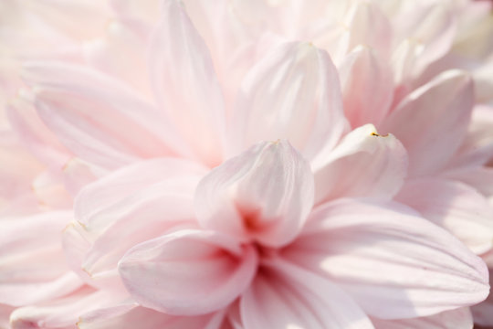 Pink Chrysanthemum flower head macrophotography © kwanbenz