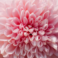 Pink Chrysanthemum flower head macrophotography