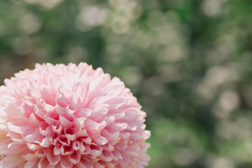 Pink Chrysanthemum flower head macrophotography