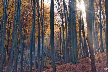Sunbeams illuminating falling leaves in the magical autumn forest in Óbánya, Hungary