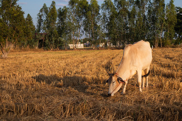 Cows eat grass in a field