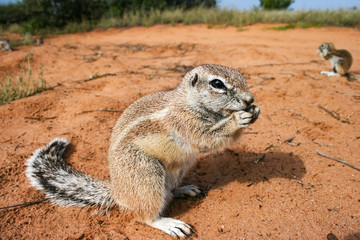 Naklejka na ściany i meble Cape ground squirrels, Xerus inauris eating in Kgalgadi Transfrontier Park, South Africa.