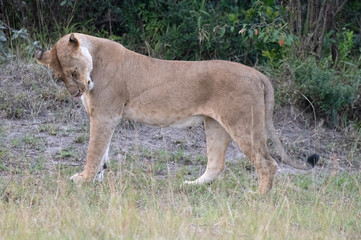 Fototapeta na wymiar lioness standing washing