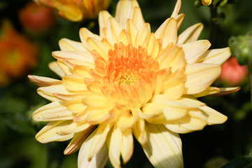 Yellow Chrysanthemum flower head macrophotography