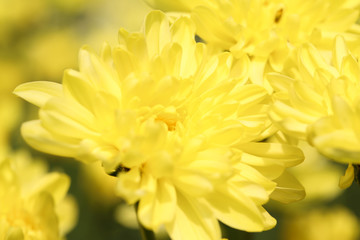 Yellow Chrysanthemum flower head macrophotography