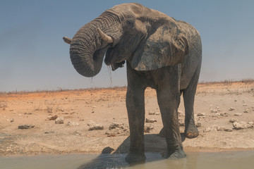 Elephants at the waterhole in the Etosha national park, Namibia, Africa
