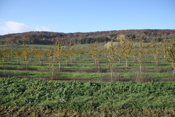 Verger de jeunes cerisiers