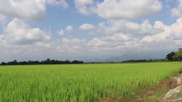 beautiful clouds in the blue sky and paddy field on forground.