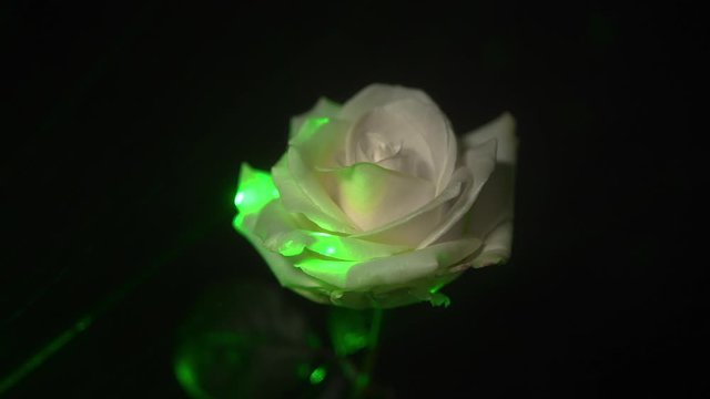 Magical white rose in dark and enchanted forest with green light and rays