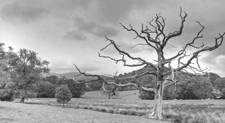 dead tree in the lake district