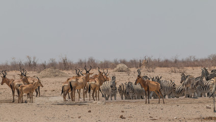 Obraz na płótnie Canvas A herd of red hartebeest, Etosha national park, Namibia, Africa